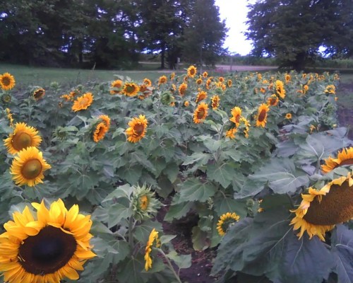 A vibrant field of sunflowers in full bloom, with bright yellow petals and green leaves under a cloudy sky.