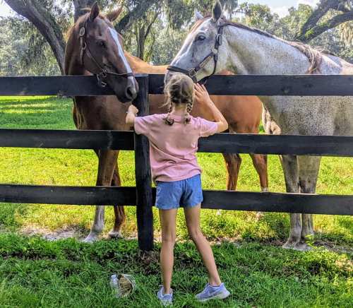 A child interacts with two horses over a wooden fence in a sunny, green pasture.