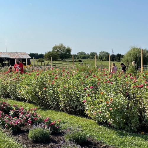 A sunny field with colorful flowers and people tending to the garden in the background.