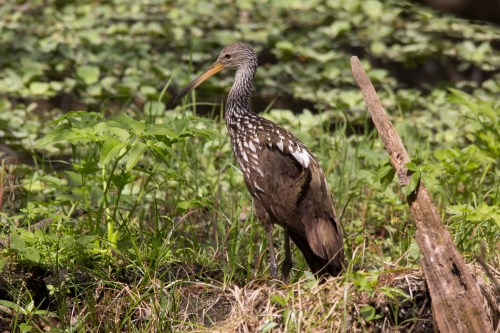 A tall bird with a long beak stands among green foliage and grass in a natural setting.