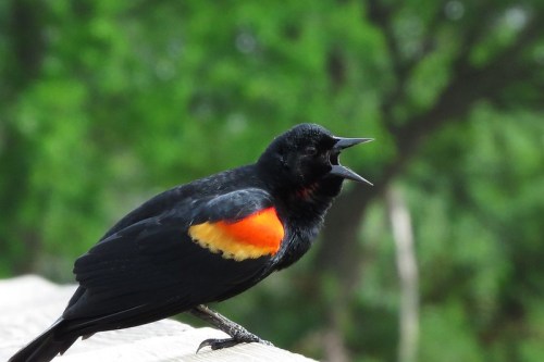 A black bird with bright orange and yellow shoulder patches, perched and singing against a blurred green background.