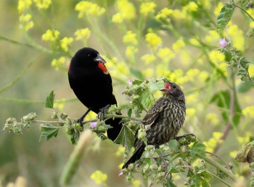 A male red-winged blackbird perched beside a juvenile, surrounded by yellow flowers and green foliage.
