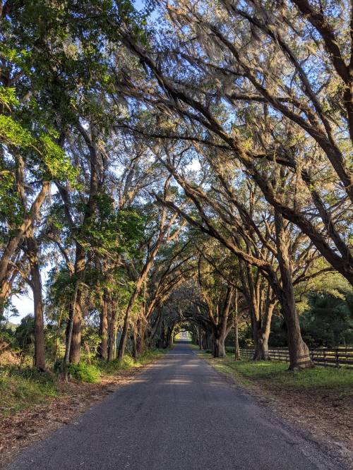 A serene, tree-lined road with lush greenery and dappled sunlight filtering through the branches.