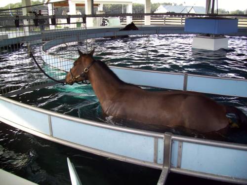 A horse is swimming in a circular pool, surrounded by a fence, with water splashing around it.
