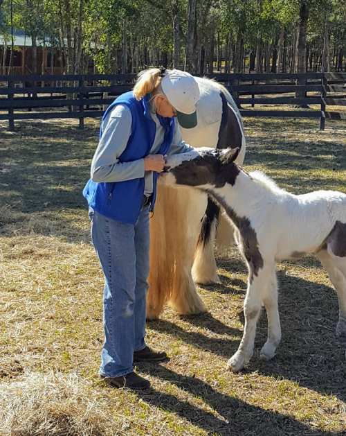 A person in a blue vest interacts with a small, spotted pony in a grassy area with trees in the background.