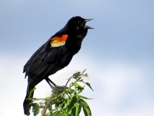 A black bird with red and yellow shoulder patches perched on a branch, singing against a blue sky.