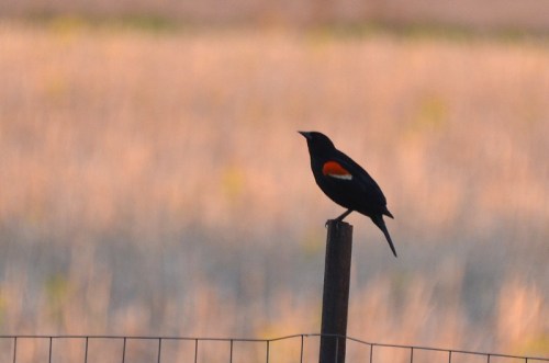 A black bird with an orange patch perched on a fence post against a blurred, golden background.