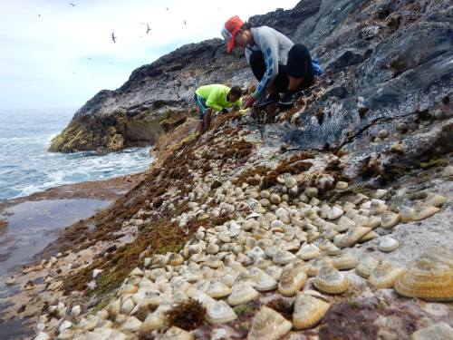 Two people collect shells along a rocky shoreline, with the ocean and birds in the background.