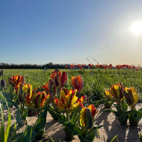 Vibrant tulips in shades of red and yellow bloom in a sunny field, with a clear blue sky in the background.
