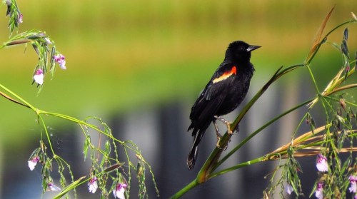 A black bird with a red and yellow shoulder patch perched on a flowering plant against a blurred green background.