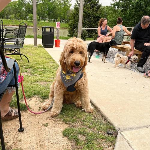 A friendly dog wearing a bandana sits on the grass near people at an outdoor gathering.