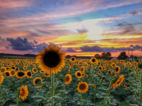 A vibrant field of sunflowers under a colorful sunset sky with clouds.