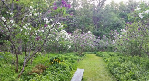 A serene garden path lined with blooming white and purple flowers, surrounded by lush greenery and trees.