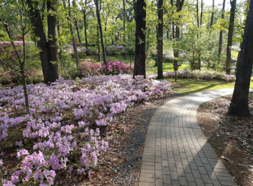 A winding brick path through a lush garden filled with blooming pink azaleas and green trees.