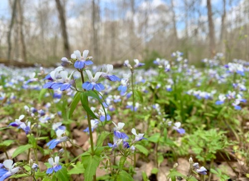 A close-up of blue and white wildflowers blooming in a forest, surrounded by green foliage and soft sunlight.