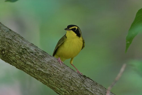 A small yellow bird with a black cap perched on a branch, surrounded by soft green foliage.