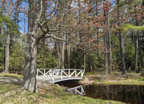 A white wooden bridge spans a calm pond, surrounded by trees and budding leaves under a clear blue sky.
