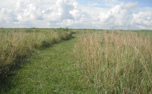 A grassy path winds through tall grass under a blue sky with fluffy white clouds.
