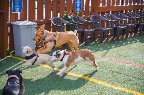 Three dogs play in a grassy area, with one dog jumping and two others running nearby. Chairs are lined up in the background.