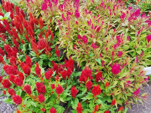 Vibrant garden filled with clusters of red and pink flowers surrounded by lush green leaves.