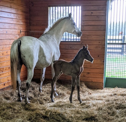 A white horse stands beside a brown foal in a barn, with straw on the floor and sunlight coming through the door.