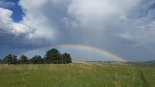 A vibrant rainbow arcs over a grassy field with trees, under a cloudy sky.