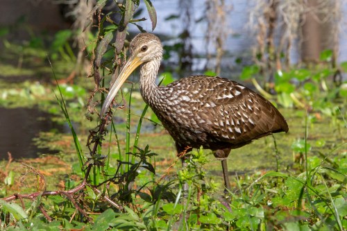 A brown bird with a long beak stands among green plants and water, surrounded by a natural wetland habitat.