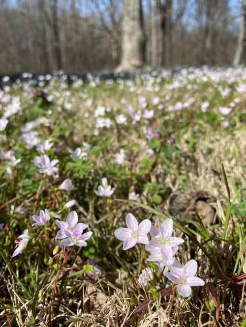 A field of delicate purple and white flowers blooming among green grass in a wooded area.