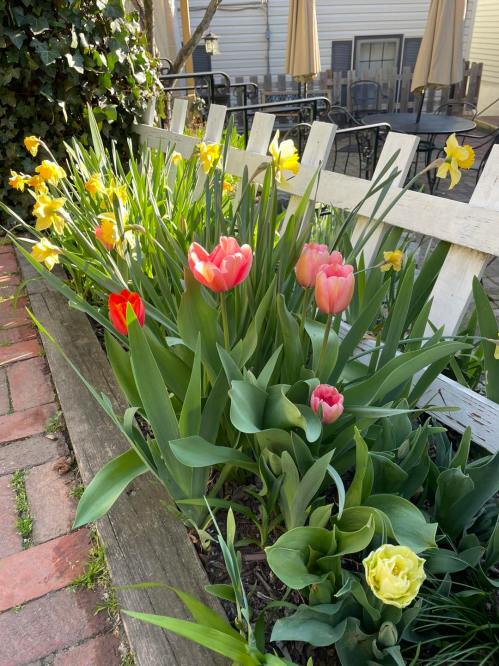 Colorful tulips and daffodils bloom in a garden bed beside a white picket fence.