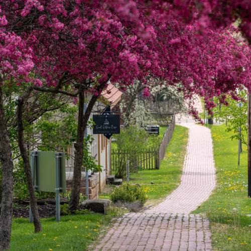 A scenic pathway lined with blooming pink trees, leading through a lush green area with a sign in the foreground.