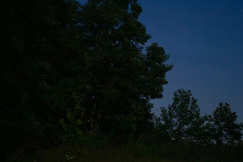 A dark scene of trees under a starry sky, with glowing fireflies illuminating the foreground.