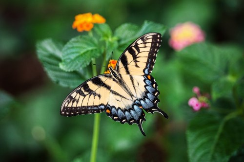 A vibrant butterfly with yellow and black wings perched on a colorful flower amidst green foliage.