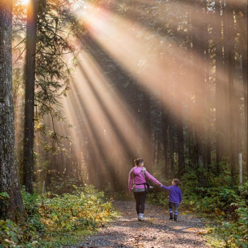 A woman and child walk hand in hand along a forest path, illuminated by soft rays of sunlight through the trees.