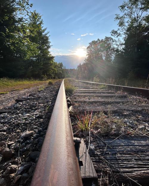 A sunlit railway track stretches into the distance, surrounded by trees and overgrown grass under a clear sky.