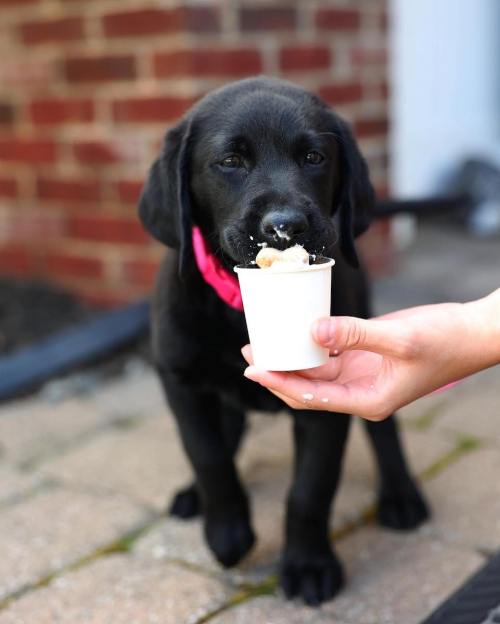 A black puppy enjoying ice cream from a small cup, with a hand holding the cup in front of it.