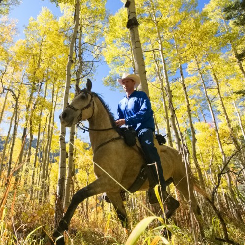 A rider in a blue shirt on a horse, surrounded by vibrant yellow aspen trees under a clear blue sky.
