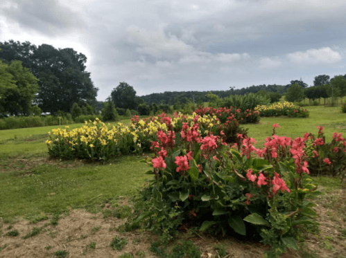 A vibrant garden with blooming yellow and pink flowers under a cloudy sky, surrounded by green grass and trees.
