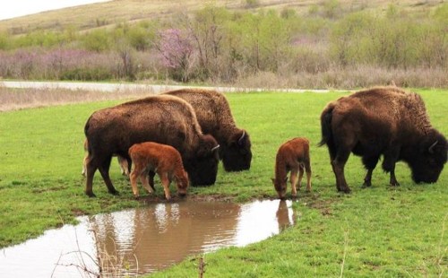 Two adult bison and two calves grazing near a small pond in a grassy landscape.