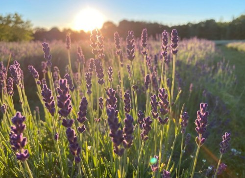 A field of lavender flowers bathed in golden sunlight during sunset, creating a serene and vibrant atmosphere.