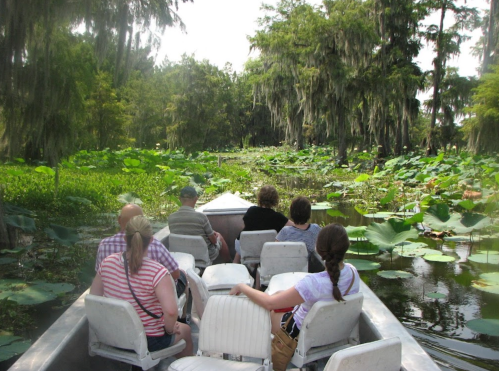 A group of people in a boat navigating through a lush, green swamp filled with lily pads and hanging moss.