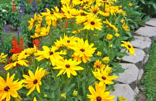 A vibrant garden filled with bright yellow flowers, surrounded by lush green foliage and a stone pathway.