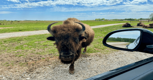 A close-up of a bison approaching a car on a gravel road, with a grassy field and blue sky in the background.