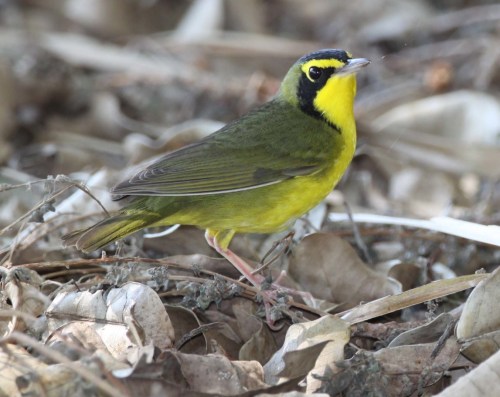 A small bird with a yellow face and throat, green body, and brownish wings, standing on dry leaves.