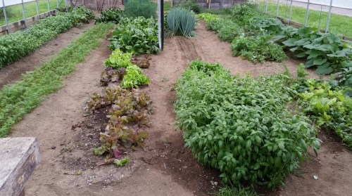 A lush garden with rows of various greens, including lettuce, basil, and leeks, in a well-tended plot.