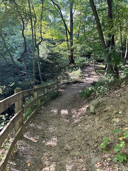 A winding dirt path through a lush green forest, bordered by a wooden fence and dappled sunlight filtering through the trees.