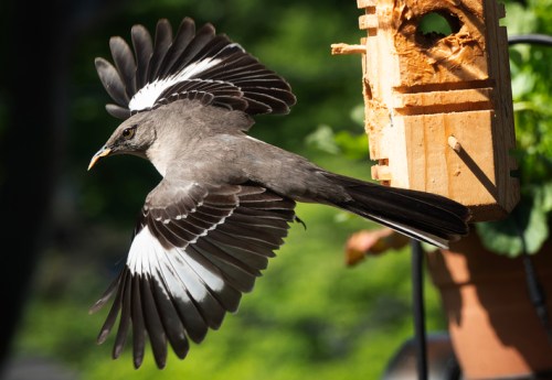 A bird with black and white wings is flying near a wooden birdhouse, surrounded by greenery.