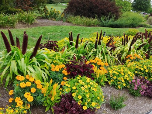 A vibrant garden featuring yellow flowers, lush green foliage, and dark purple plants in a well-maintained landscape.
