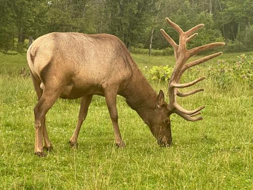 A large elk with impressive antlers grazes on grass in a lush green field.