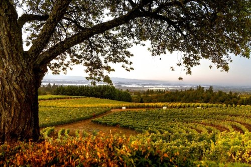 A scenic view of rolling vineyards under a tree, with a river and hills in the background during golden hour.