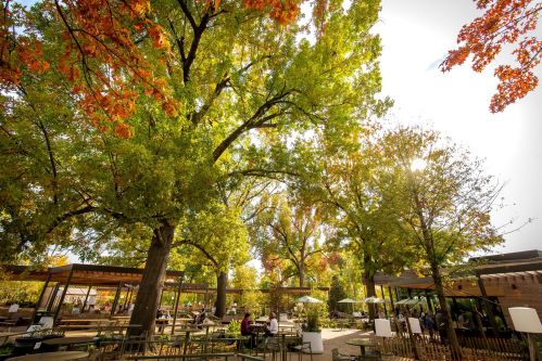 A vibrant outdoor space with large trees and seating areas, surrounded by colorful autumn foliage.